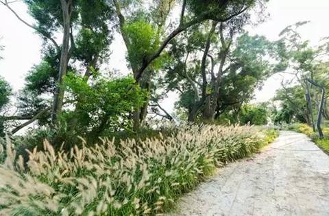翡翠岛美食 深圳盐田烟墩山国际友好公园拟挂牌为区级湿地公园(图13) 翡翠岛美食_翡翠岛旅游攻略_翡翠岛景区